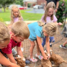 Goldendoodle and Poodle Puppies from Gorgeous Goldendoodles