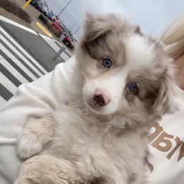 Vanilla Bean - Merle female Pomsky puppy in Sturgis, Kentucky from Furever Pomskies