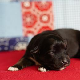 Cheyenne - Black tri female Miniature Australian Shepherd puppy in Chesapeake, Virginia from Beaver Dam Mini Aussies