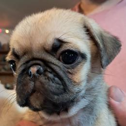 Rainbow boy - Fawn male Pug puppy in Elma, Washington from Kismet Kennels, Exclusively Pugs