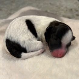 Parti Male - Parti male Yorkipoo puppy in Topeka, Kansas from Bayless Yorkiepoos