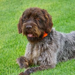 Coop - Wirehaired Pointing Griffon