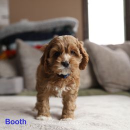 Booth - Red male Cockapoo puppy in Canastota, New York from Silver City Cockapoos