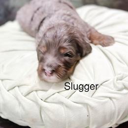 Slugger - Blue merle male Bernedoodle puppy in Pasco, Washington from Camp Doodle Woods