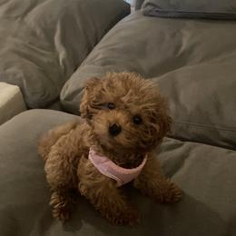 Maltipoo All Grown Up from Minipaws kennel