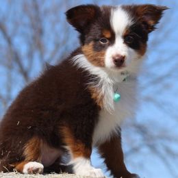 Miniature Australian Shepherds and Toy Australian Shepherds from 6C Aussies