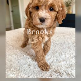 Brooks - Red  male Goldendoodle puppy in Glendale, Arizona from Follow Your Bliss Doodles