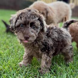 Charles (Kenshin) - Merle male Goldendoodle puppy in Millville, California from Hope Lane Kennels