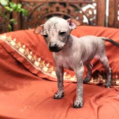 Xoloitzcuintli Puppies from Xolos Jazmin