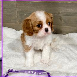 Matisse - Blenheim female Cavalier King Charles Spaniel puppy in De Pere, Wisconsin from Rose Garden Kennels