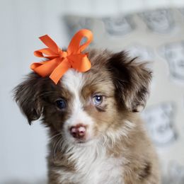 Journey rmf 1 - Red merle female Miniature Australian Shepherd puppy in Buchanan, Georgia from Stanleyville Farm Mini Aussies
