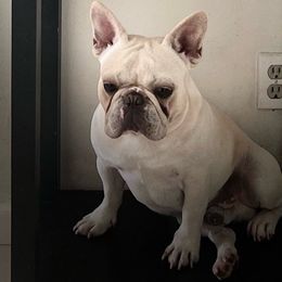 Michael - French Bulldog