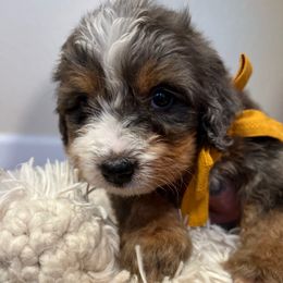 Winston - Tri-color male Bernedoodle puppy in Lodi, California from Olive Hugs & Doodles