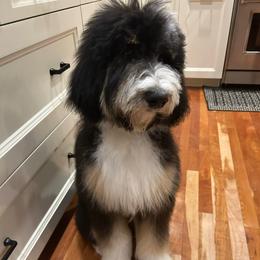 Coop - Bernedoodle