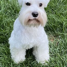 Kody - Miniature Schnauzer