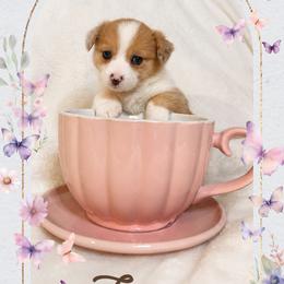 American Corgi and Pembroke Welsh Corgi Puppies from London Bridge Corgis
