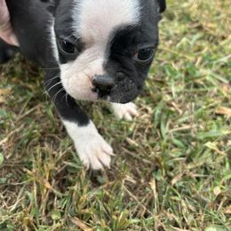 Beau - Black and white male Boston Terrier puppy in Spartanburg, South Carolina from Sassy Pap Farms