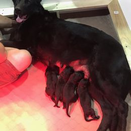 German Shepherd puppies from Vereinigte Stolz Schaferhund