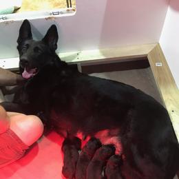 German Shepherd puppies from Vereinigte Stolz Schaferhund