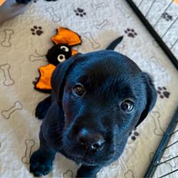 Karen - Black female Labrador Retriever puppy in Ranchita, California from Pacific Crest Labradors