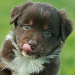 Miniature Australian Shepherd Puppies from Cabin Hearth Miniature Australian Shepherds