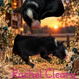 Rachel - Black tri female Miniature Australian Shepherd puppy in Oronogo, Missouri from Dutton's Show Me Farms
