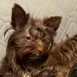 Windy - Yorkshire Terrier