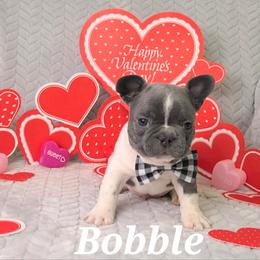 French Bulldog Puppies from JOLYNN Mecham