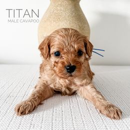 Bernedoodle and Cavapoo Puppies from Cariad Doodles