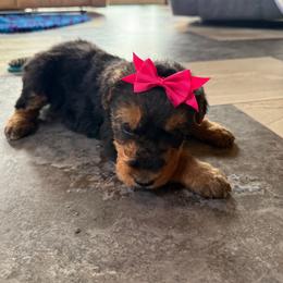 Girl 2 - Black and tan female Airedale Terrier puppy in Holton, Michigan from Yoder’s Airedale Terriers