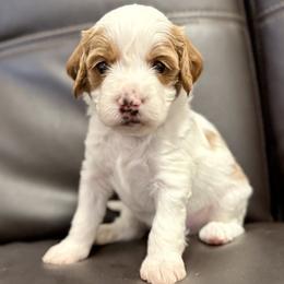 Richie - Parti male Goldendoodle puppy in Twin Falls, Idaho from Magic Valley Family Doodles