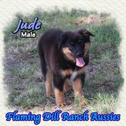 Jude - Black tri male Miniature Australian Shepherd puppy in Forestburg, Texas from Flaming Dill Ranch Aussies