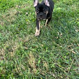 Hoppie - Black and tan male French Bulldog puppy in Kansas City, Missouri from Kingdom Cubz Kennel
