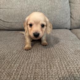 Aaron - Cream male Dachshund puppy in Avinger, Texas from Lone Star Longhair Dachshunds