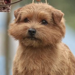 Norfolk Terriers from Choptank Norfolk Terriers