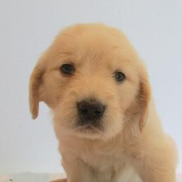 Manly - Light golden male Golden Retriever puppy in Orland, California from Elliott's Elite Puppies