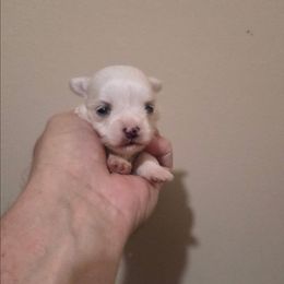 Mila - White female Maltipoo puppy in Everett, Washington from Meadows Ranch