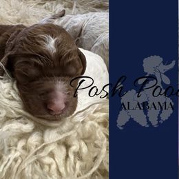 Boy 3 - Poodle puppy in Oxford, Alabama from Posh Poodles Alabama
