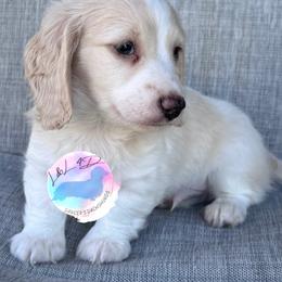 Cream Piebald Boy - Cream male Dachshund puppy in Houston, Texas from L&L 4D Dancer’s Dachshunds