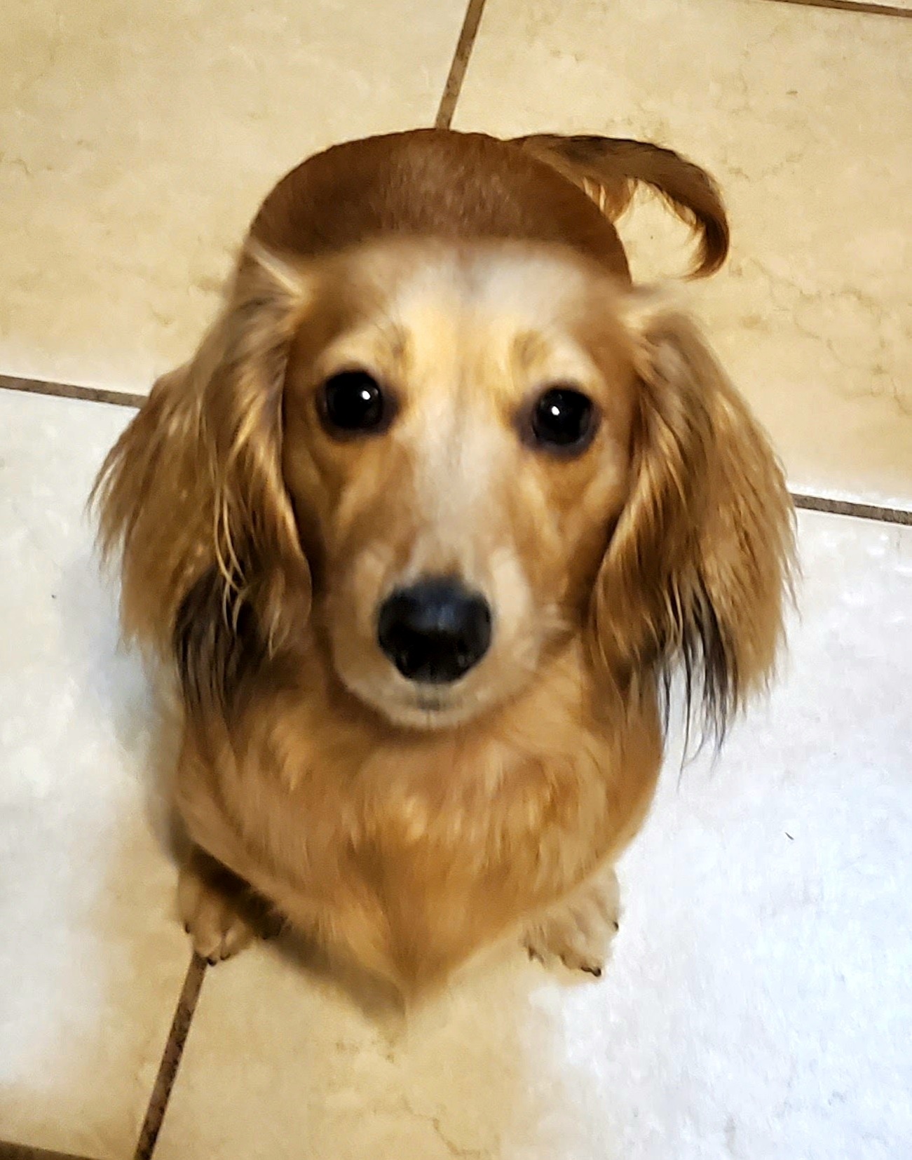 Artemis - Dachshund