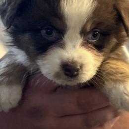 White collar - Red tri-color female Australian Shepherd puppy in Defuniak Springs, Florida from Blue Cypress Stock dogs