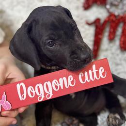 Lavender collar Girl - Black and white female Great Dane puppy in Wimberley, Texas from Heart of Texas Great Danes