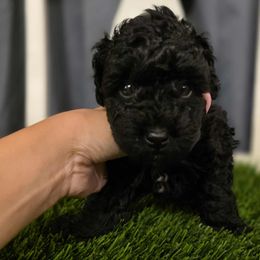 Bruno - Black male Yorkipoo puppy in Coolidge, Arizona from Effervescent-Pooches