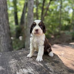 Smith - Liver white and tan male English Springer Spaniel puppy in Comer, Georgia from Stratton Spaniels