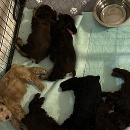 Miniature Schnauzers from AOK SCHNAUZERS - Central Florida Miniature Schnauzers