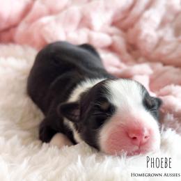 Phoebe - Black tri-color female Australian Shepherd puppy in Yarmouth, Iowa from HomeGrown Aussies