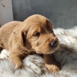 Max - Caramel cream male Labradoodle puppy in Apache Junction, Arizona from Loving Doodle