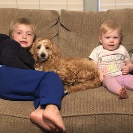 Goldendoodle All Grown Up from Blushing Doodles
