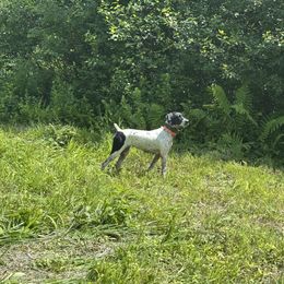 Willow - German Shorthaired Pointer