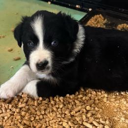 Ash - Black tri-color female Australian Shepherd puppy in La Porte City, Iowa from KDL Homestead